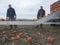 Two men harvest orange pumpkins on field in the province of groningen in the netherlands