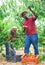 Two men harvest peaches in orchard