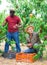 Two men harvest peaches in orchard