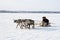 Two men of the Nenets go on domestic deer on the Yamal tundra