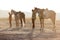 Two men with their horses on rural dusty road.