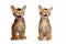 Two Meowing Abyssinian Kitty Sitting on Isolated White Background