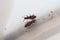 Two Merchant grain beetle in white background walking. Oryzaephilus mercator