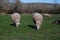 Two merino sheep graze together in an idyllic sunny farm yard