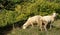 Two merino sheep grazing a grassy slope among vineyards in Weinfelden.