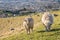 Two merino sheep grazing on Wither Hills above Blenheim, New Zealand