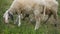Two Merino sheep lamb in the paddock