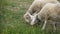 Two Merino sheep lamb in the paddock