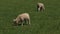 Two Merino sheep lamb in the paddock