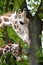 Two mesh giraffe Giraffa camelopardalis reticulata Linnaeus, prtrait in a profile