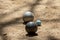 Two metal balls from the game of petanque approaching the bowling ball on a sandy ground of a petanque court on a sunny day with