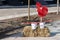 Two metal tin buckets painted with white paint with purple circles, red rocker on them and wood rooster stand on a haystack