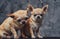 Two mexican chihuahua together puppies against dark background