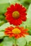 Two Mexican sunflowers like reflection image