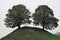 Two mighty oak trees on a mound outside Oxford Castle in the United Kingdom.