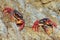 Two Migrating crabs Gecarcinus ruricola in Cuba