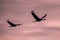 Two Migrating Eurasian Cranes against pink sky