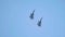 Two military fighter jets flying up in the blue sky