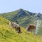 Two milk cows in alpine pasture in Switzerland