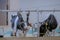 Two milking cows eating hay at agricultural animal exhibition, trade show