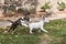 Two mini bull terrier puppies playing