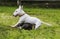 Two mini bull terriers playing in the grass