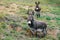 Two mini donkeys looking at camera