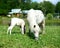 Two mini horses Falabella graze on meadow, selective focus