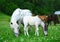 Two mini horses Falabella, mare and foal, graze on meadow, selective focus