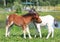 Two mini horses Falabella playing on meadow, bay and white, selective focus