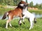 Two mini horses Falabella playing on meadow, bay and white, selective focus