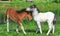 Two mini horses Falabella playing on meadow, bay and white, selective focus