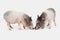 Two mini pigs on white background