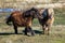Two miniature horses interacting with each other.