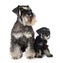 Two miniature schnauzers