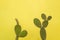 Two minimalist prickly pear with yellow background and shadow