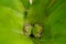 Two Miniscule Tree Frogs Cohabiting a Leaf