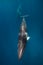 Two Minke Whales swim in open ocean