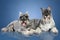 Two mittelschnauzer lying on a blue background