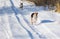 Two mixed breed dogs chasing each other on a country road