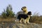 Two mixed breed dogs in a fallow field near Jerusalem, Israel, at dawn.