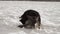 Two mixed breed dogs playing in a snowy field on a sunny winter day.