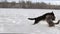 Two mixed breed dogs playing in a snowy field on a sunny winter day.