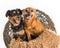 Two mixed breed dogs posing for pet portraits. Rat terrier and mini dachshund