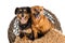 Two mixed breed rescue dogs posing