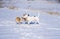 Two mixed breed white and black dogs play close with basenji dog on a fresh snow
