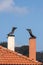 Two modern brick chimneys with wind cone on the roofs