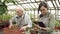 Two modern gardeners an elderly man and a young woman working in a greenhouse. Agriculture, farming and gardening.