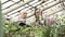 Two modern gardeners looking at flower pots and discussing plant care in a greenhouse.