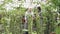 Two modern gardeners looking at leaves and discussing plant care in a greenhouse